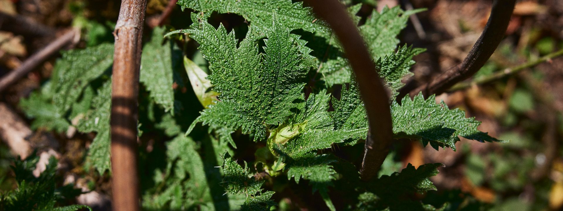 Nettle 
